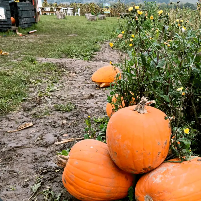 Unpainted pumpkins! - blue sky fostering pumpkin picking 2024 sussex and surrey